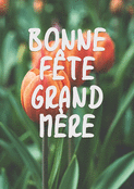 Tulipes &eacute;clatantes pour ma grand-m&egrave;re